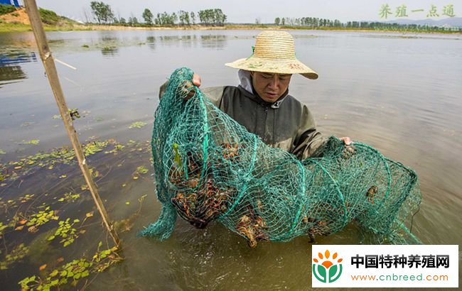 小龙虾五月瘟防治七方案，以防为主复盘经验分享"