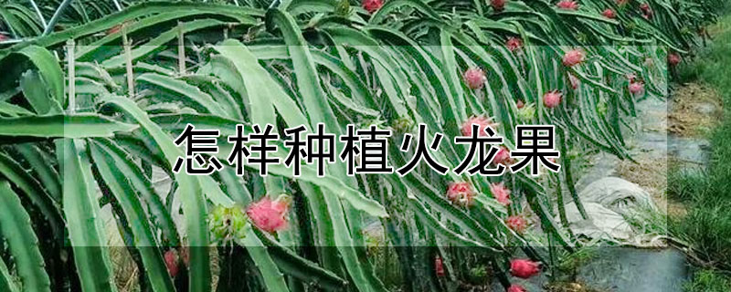 怎样种植火龙果"