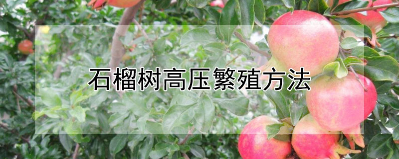 石榴树高压繁殖方法