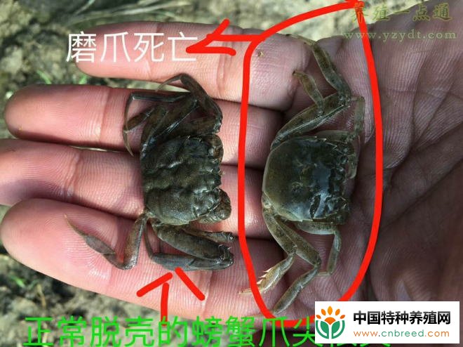 河蟹塘口损蟹不止？细菌感染是罪魁，消毒方法要正确"