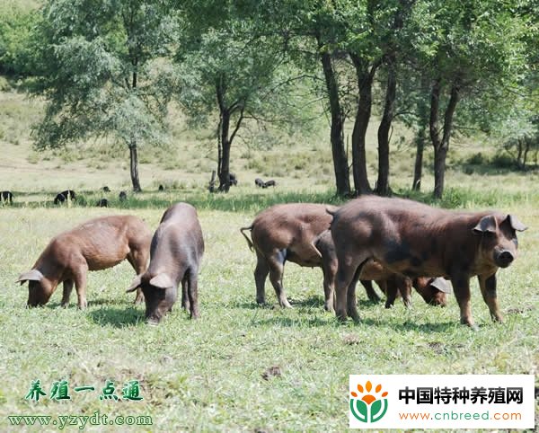 野猪养殖常见的五个误区(2)