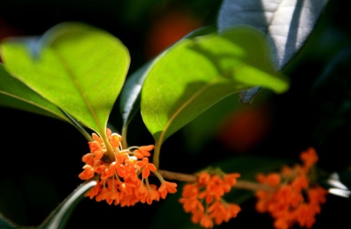 广元的市花是什么花