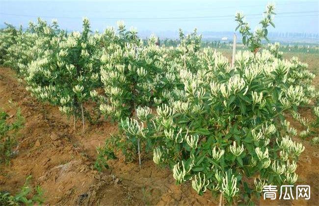 金银花的种植条件及时间"