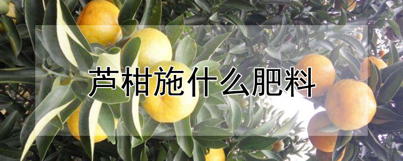 芦柑施什么肥料"