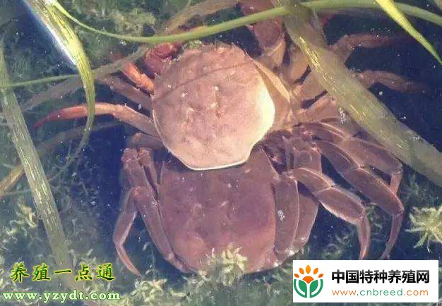 高温季节河蟹吃食不好，常见10大原因分析"