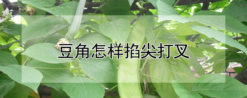 豆角怎样掐尖打叉"