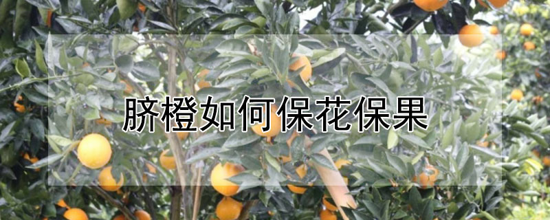 脐橙如何保花保果"