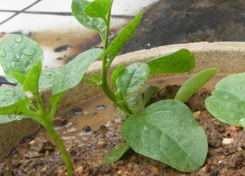 端午节适合种什么菜