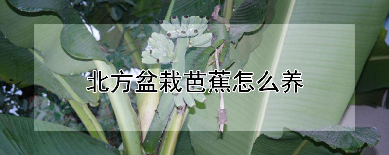 北方盆栽芭蕉怎么养"