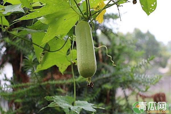 种植丝瓜生长好，结果少的原因有哪些？"