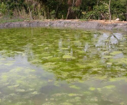 水绵是什么植物类别 属于什么科植物