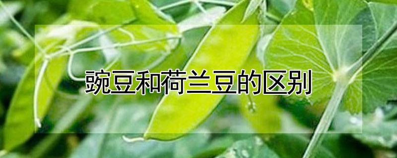 豌豆和荷兰豆的区别