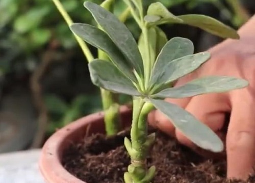 鸭掌木如何修剪打顶挤满小侧芽