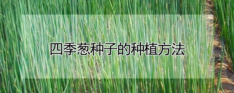 四季葱种子的种植方法"