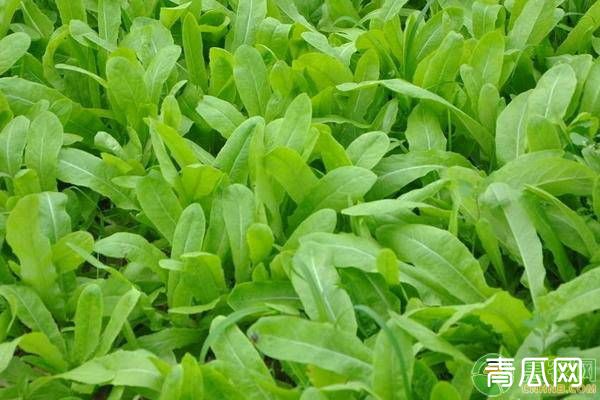 夏季油麦菜种植注意什么"