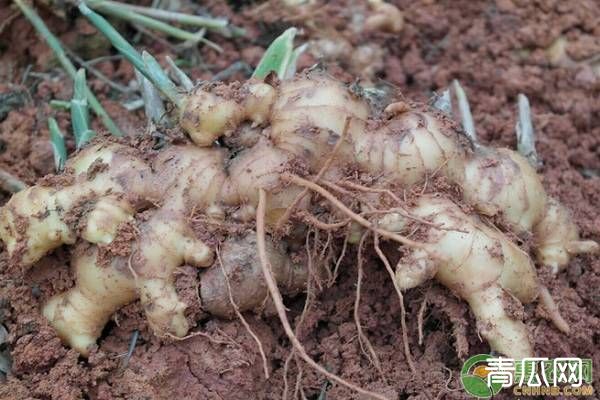 生姜高产种植技术要点"