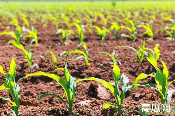 夏玉米种植怎么防止蓟马和灰飞虱高发"