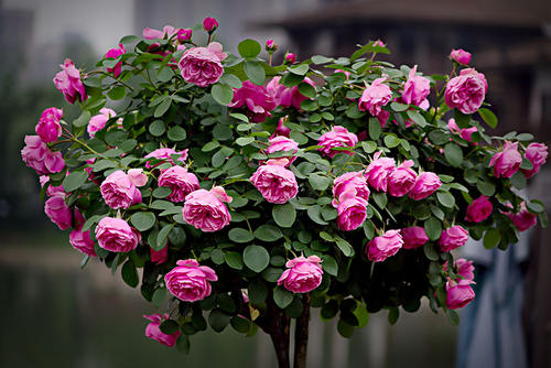 月季花什么季节开花 开花月份