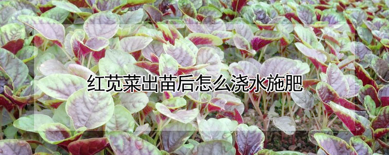 红苋菜出苗后怎么浇水施肥