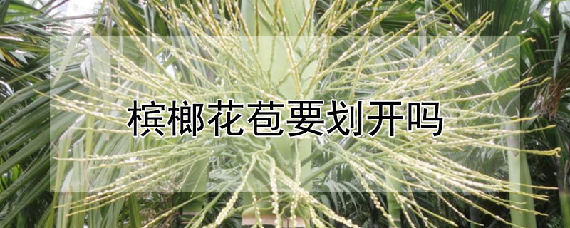 槟榔花苞要划开吗