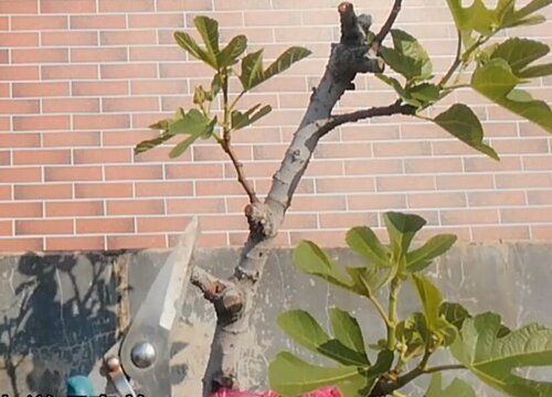 无花果夏天可以剪枝吗