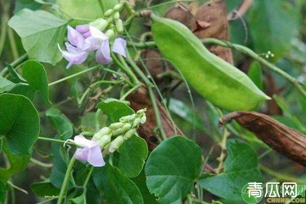 刀豆种植时间与栽培技术"