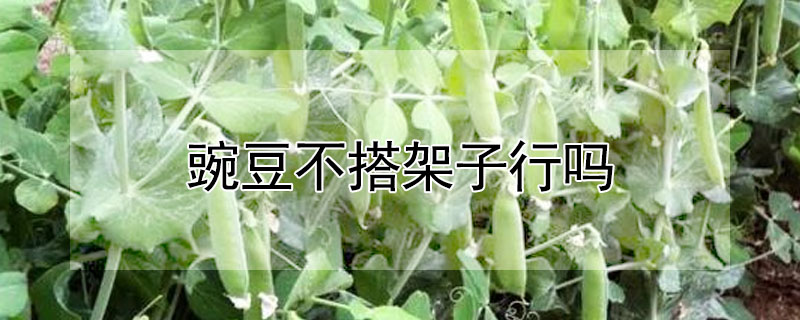 豌豆不搭架子行吗