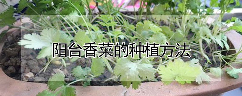 阳台香菜的种植方法"