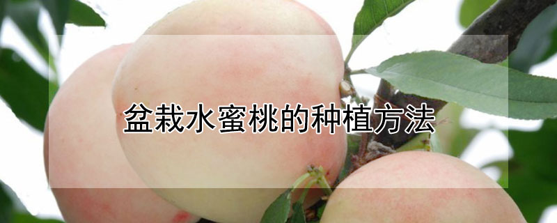 盆栽水蜜桃的种植方法"