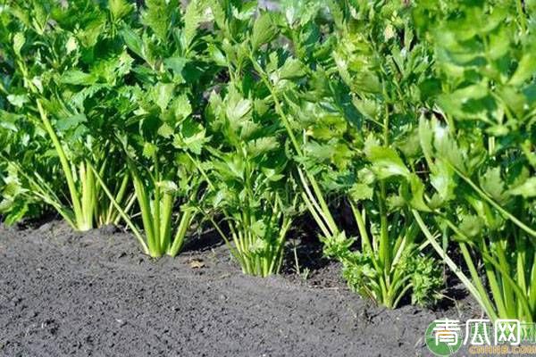 芹菜种植技术和管理方法"