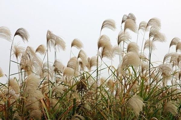 芦苇什么时候开花（几月） 芦苇的作用和价值