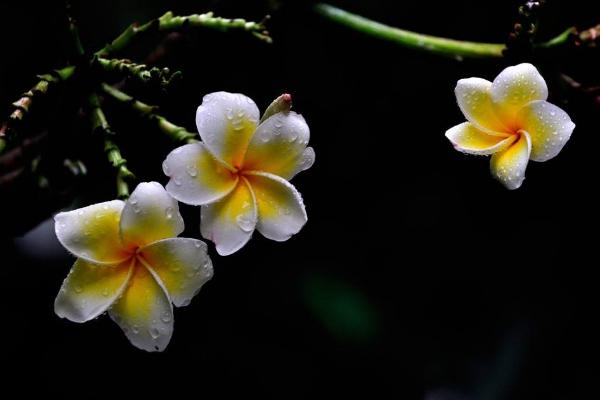 鸡蛋花什么时候开花（什么季节、几月）