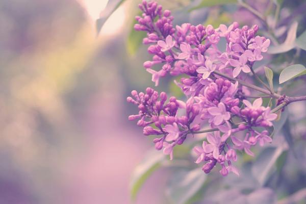 丁香什么时候开花（什么季节、几月）