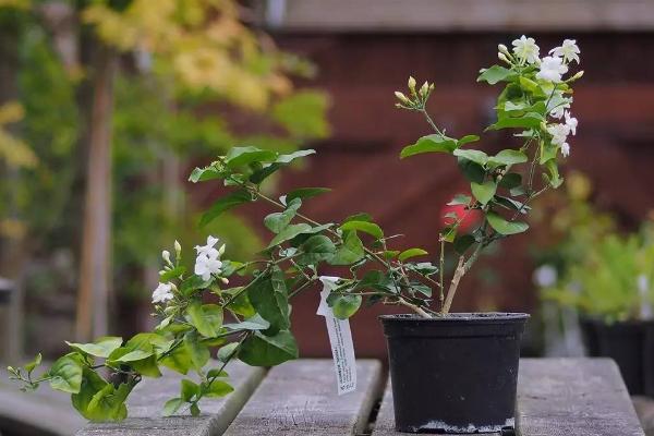 盆栽茉莉花怎么浇水（多久浇一次） 盆栽茉莉花怎么施肥