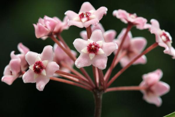 球兰花怎样搭架子