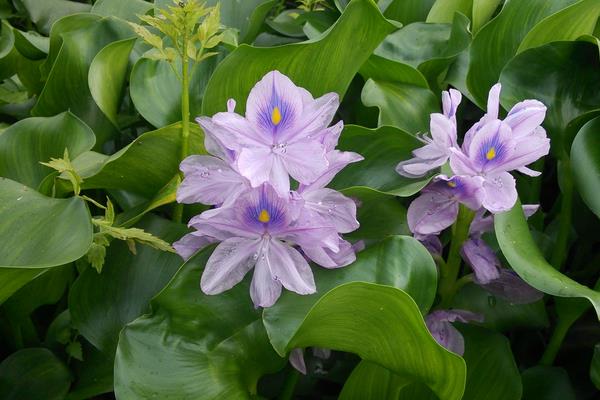 水葫芦怎么养 水葫芦可以喂猪吗