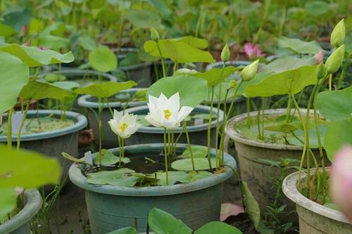 莲花多长时间开花 养多久开花一次