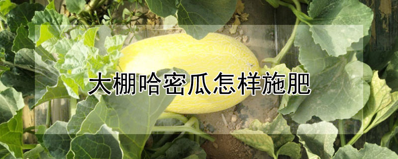 大棚哈密瓜怎样施肥"