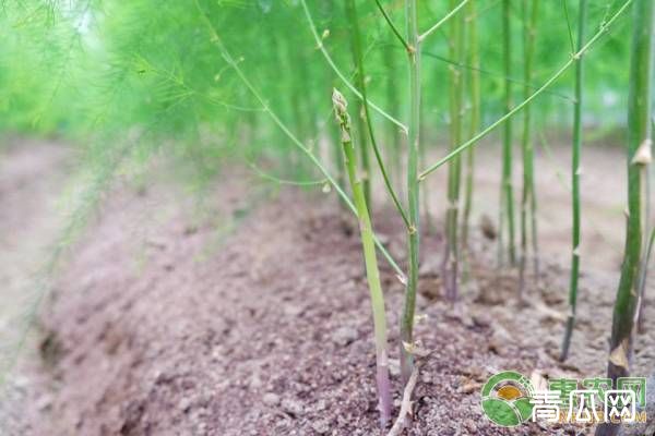 芦笋的高效种植技术及管理要点"