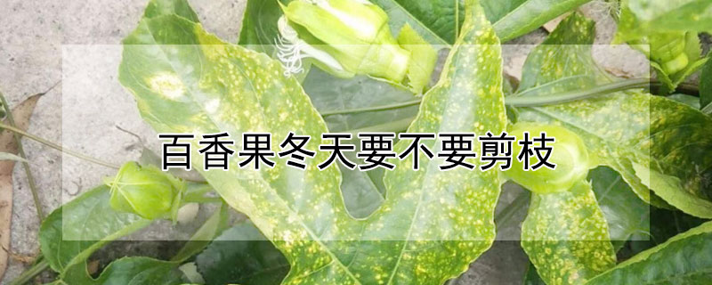 百香果冬天要不要剪枝"