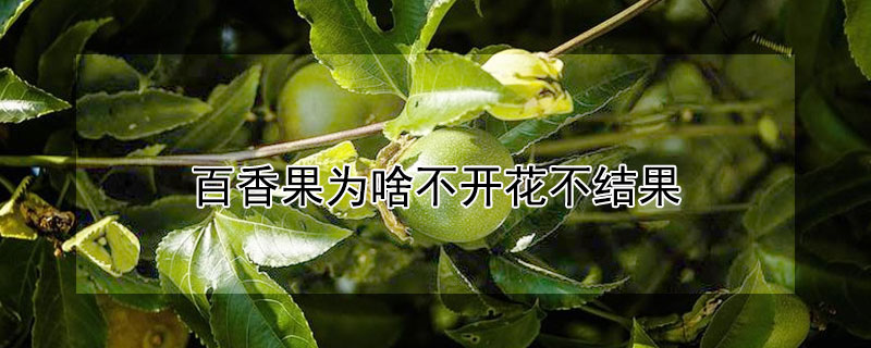 百香果为啥不开花不结果"