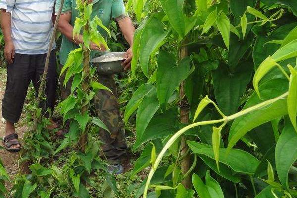 2018种山药赚钱吗？山药种植的利润与投资成本及前景预测