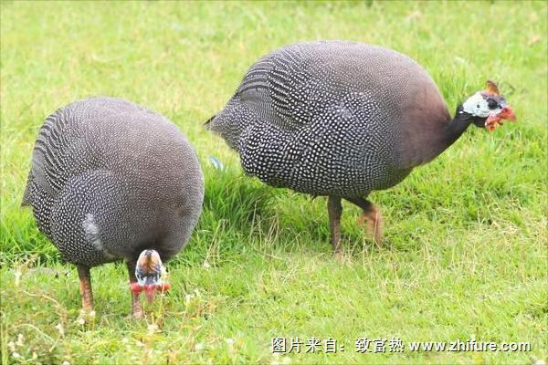 珍珠鸡怎么分公母？