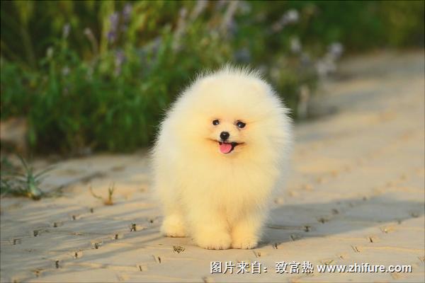 博美犬好养吗？