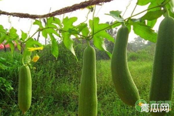 保护地早春丝瓜的高产种植技术详解"