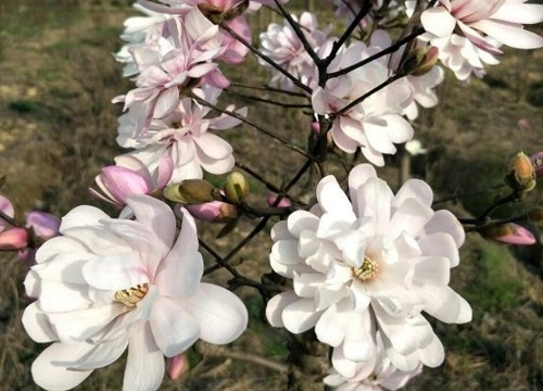 白玉兰几点开花时间 开花季节是几月份