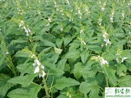 种芝麻疫病发生特点及防治的措施