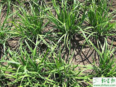 家庭种植韭菜施肥的方法