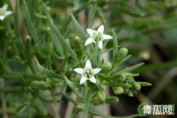 百蕊草选地整地、播种育苗、田间管理、种植技术"