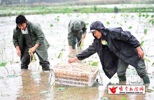 湖北咸宁咸安区藕田套养龙虾三千亩"